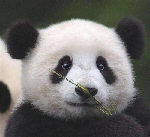 陆左熊猫哥最新爆料,揭秘娱乐圈最新热点事件！